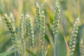Field of ripen wheat
