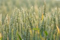 Field of ripen wheat