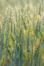 Field of ripen wheat
