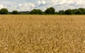 A field with ripened grain i