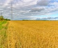 A field with ripened grain