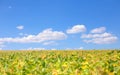 Field with ripened soy. Glycine max, soybean, soya bean sprout growing soybeans. Yellow leaves and soy beans on soybean cultivated Royalty Free Stock Photo