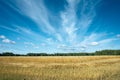 Field of ripened wheat under the sky