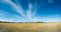 Field of ripened wheat under the sky