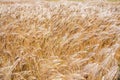 Field of ripening barley in summer daylight in Europe