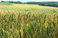 Field of ripening ears of wheat Royalty Free Stock Photo