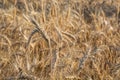 Field of ripening grain, barley, rye or wheat in summer
