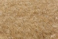 Field of ripening grain, barley, rye or wheat in summer
