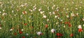 Field with ripening red and white poppies. Ripening poppy seed heads. Royalty Free Stock Photo