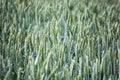 Field of ripening rye with cornflowers Royalty Free Stock Photo