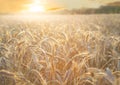 Field of ripening rye ears on sunset or sunrise time. Rye field on summer time Royalty Free Stock Photo