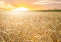 Field of ripening rye in a summer day. Sunrise or sunset time. Crop field Royalty Free Stock Photo