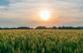 field of ripening rye