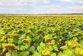 Field of ripening sunflowers on background cloudy sky Royalty Free Stock Photo