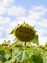 Field of ripening sunflowers on background cloudy sky Royalty Free Stock Photo