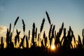 A field of ripening wheat against a background of blue sky and sunset. Royalty Free Stock Photo