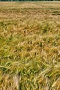 Field of ripening wheat on a sunny summer day Royalty Free Stock Photo