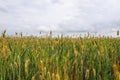 Field with riping wheat and overcast sky Royalty Free Stock Photo