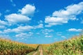 Field road in field between mature corn under blue sky