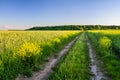 Field road between fields of agricultural crops and forest on the horizon Royalty Free Stock Photo