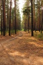Field road going through the matins pine forest Royalty Free Stock Photo