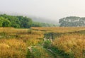 Field road among grass and trees