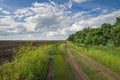 Field road among the greenery