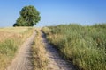 Field road in Poland