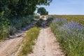 Field road in Poland Royalty Free Stock Photo