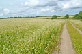 The field road on the region of the blossoming buckwheat field.