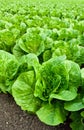 Field of romaine lettuce