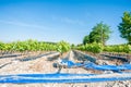 Field of rooted grafts of vine