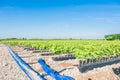 Field of rooted grafts of vine