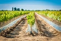 Field of rooted grafts of vine