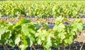 Field of rooted grafts of vine