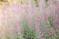 Field of Rosebay Willowherb in Scotland