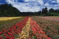 Field of roses