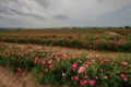 Field of roses. Beautiful pink roses. Roses are grown on plantations for the production of essential oils and cosmetics.