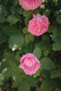 Field of roses in sunny summer day Royalty Free Stock Photo