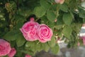 Field of roses in sunny summer day Royalty Free Stock Photo