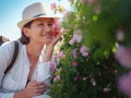 Field of roses in sunny summer day Royalty Free Stock Photo