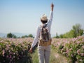 Field of roses in sunny summer day Royalty Free Stock Photo