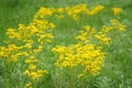 Field of roundleaf groundsel Royalty Free Stock Photo
