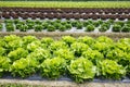 Field with rows of colorful, fully grown lettuce heads Royalty Free Stock Photo