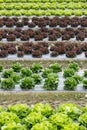 Field with rows of colorful, fully grown lettuce heads Royalty Free Stock Photo