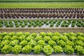 Field with rows of colorful, fully grown lettuce heads Royalty Free Stock Photo