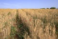 Field of rows of golden ripe wheat with red poppies flowers Royalty Free Stock Photo