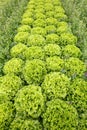 Field with rows of grown lettuce heads Royalty Free Stock Photo