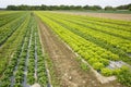 Field with rows of grown lettuce heads Royalty Free Stock Photo