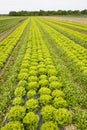 Field with rows of grown lettuce heads Royalty Free Stock Photo